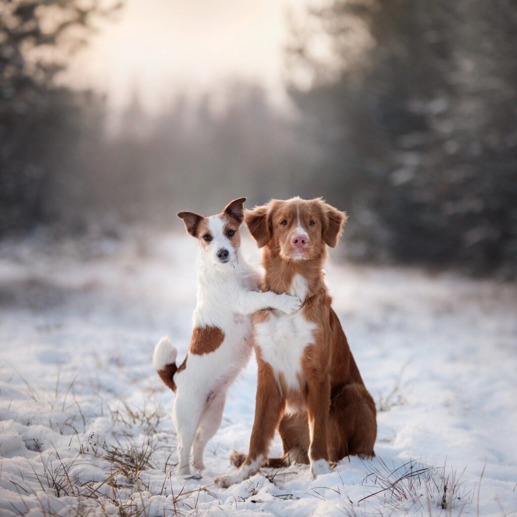 dogs, puppies, snow