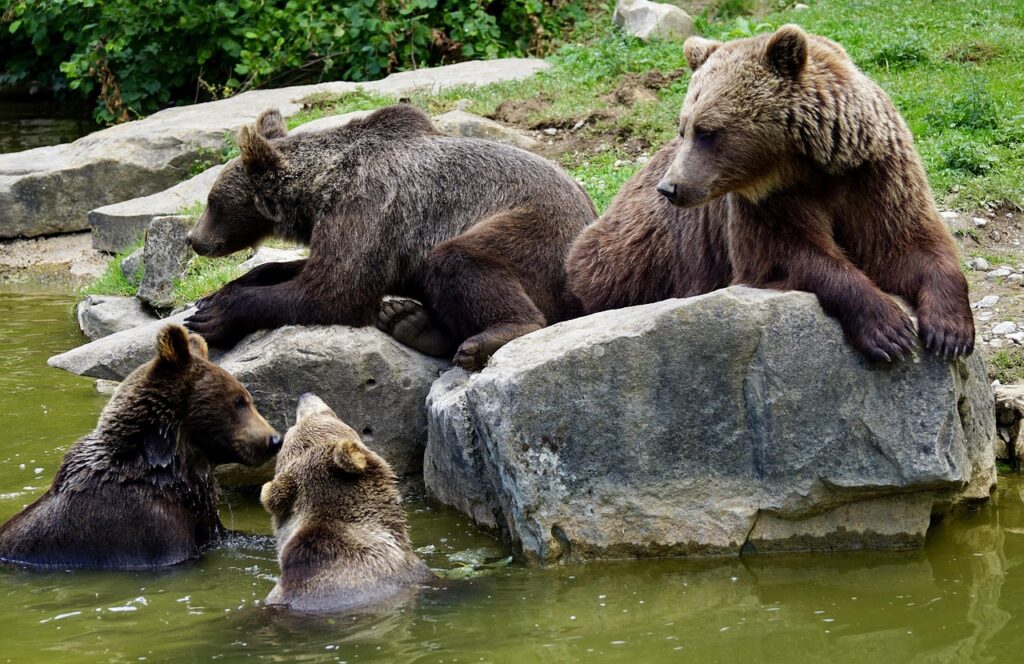 brown bears, young animals, dam, bear, wild animal, animal, creature, mammal, head, mother, nature park, wildlife park, wildlife, nature, brown bear, zoo, brown, family, furry, snout, fur, water, bear family, bear, bear, brown bear, brown bear, bear family, bear family, bear family, bear family, bear family