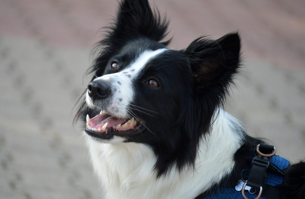 border collie, dog, domestic animal, animal, domestic dog, herding dog, mammal, portrait, dog breed, friend, companion, tongue, snout, nature, four-legged, pet, wildlife, saw animal, interested, attentivem